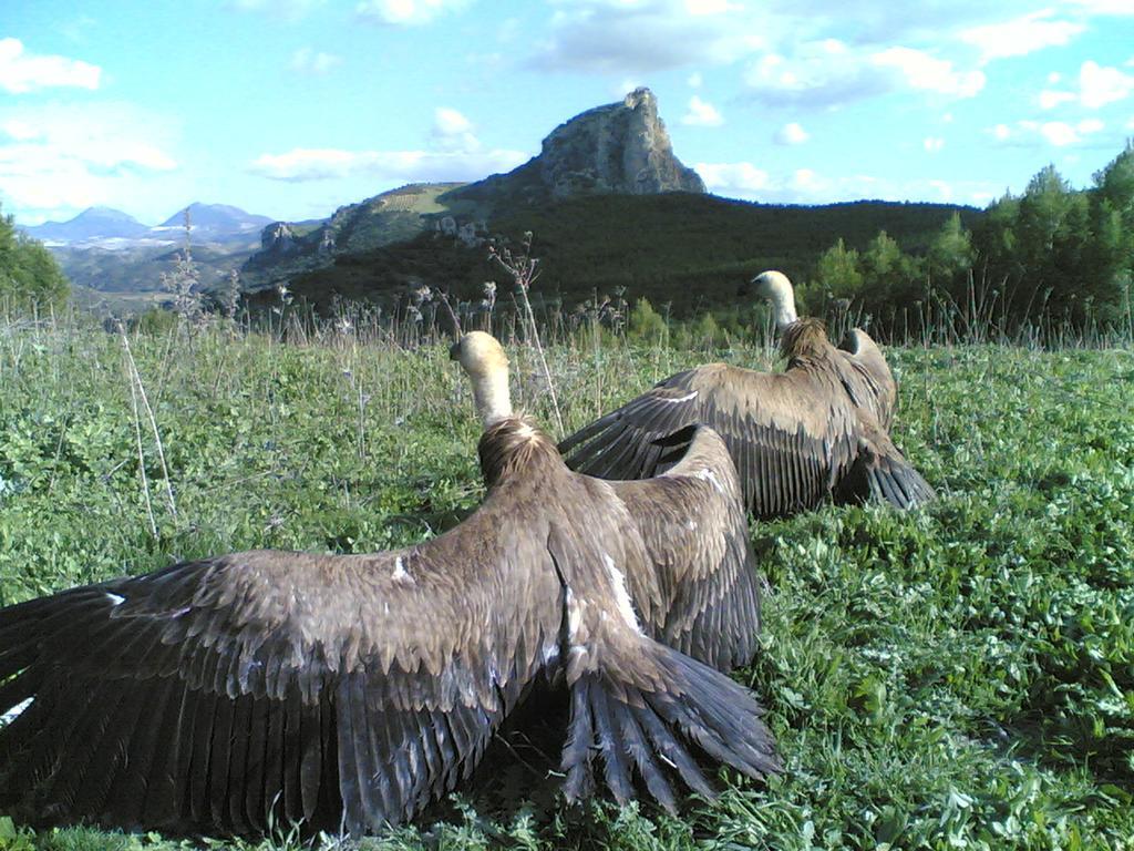 Casa Rural Coripe Dış mekan fotoğraf